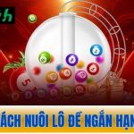 Cách nuôi lô đề ngắn hạn dài hạn