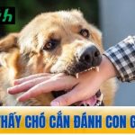 Nằm mơ thấy chó cắn