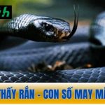 Nằm mơ thấy rắn